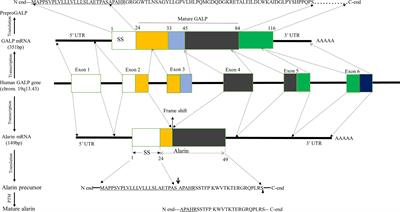 The evolving roles of alarin in physiological and disease conditions, and its future potential clinical implications